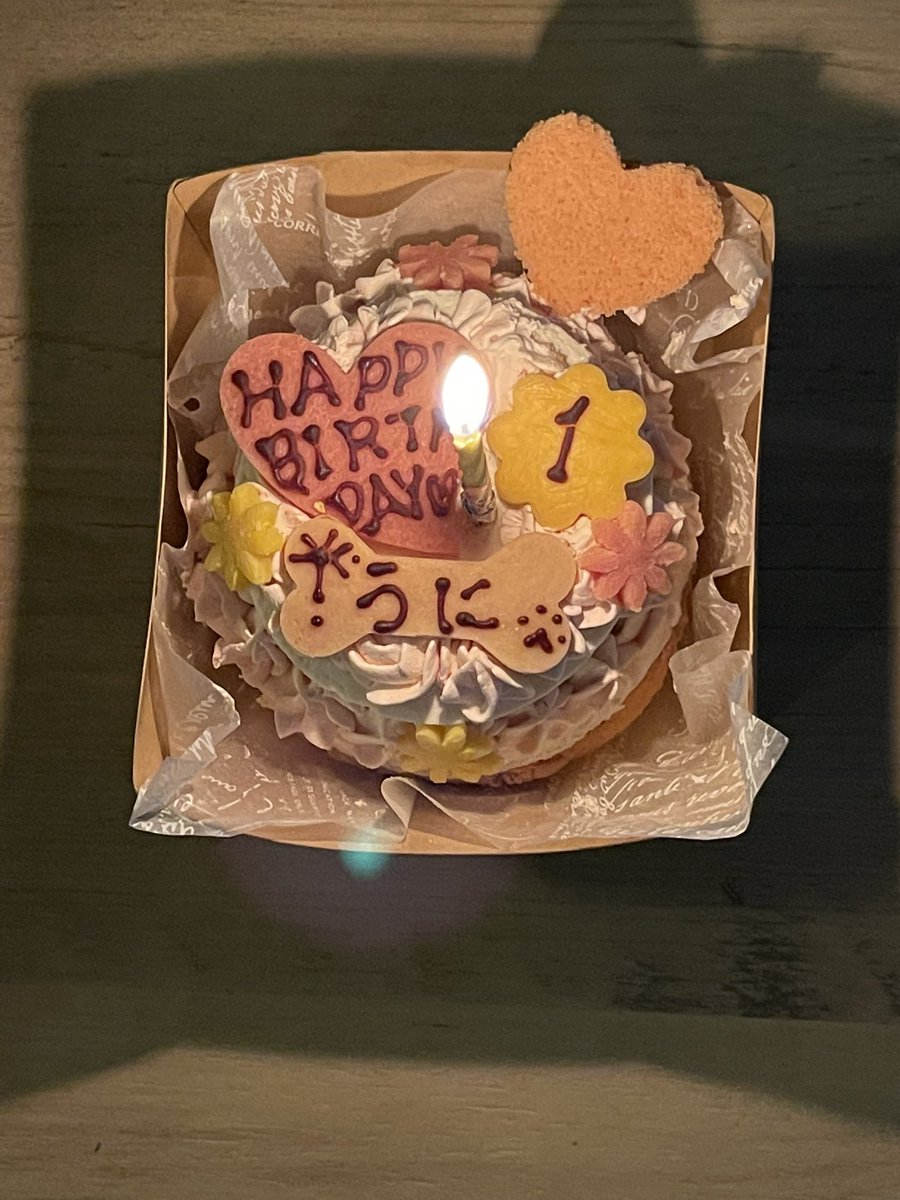 今日で一歳
生誕祭をささやかながらケーキでお祝い
みんなハピバメッセージありがとうね！

手のひらsizeだったやんちゃガールは少しずつレディへの階段を登ってると実感

- ̗̀ 𝙷𝙰𝙿𝙿𝚈 𝙱𝙸𝚁𝚃𝙷𝙳𝙰𝚈  ̖́うに
キミは世界一だ