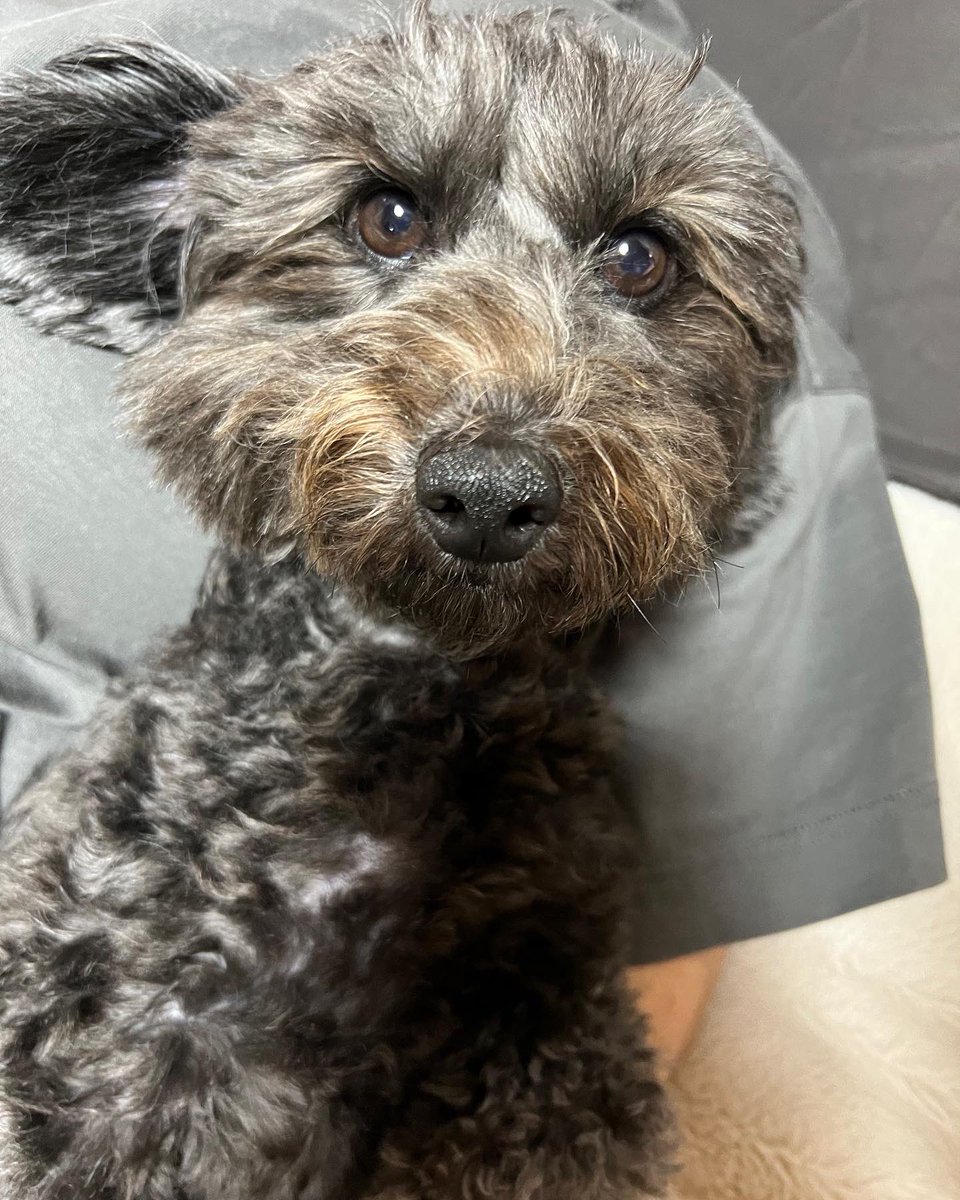 moamoa0303's tweet photo. 昨日からモアちゃんウンチがビチビチなの😢
注射もして、お薬も飲んだから早くよくなるといいね🥺

今晩はママ、台風とモアが心配で
眠れないかも😢 https://t.co/8p2Z1sNPkB