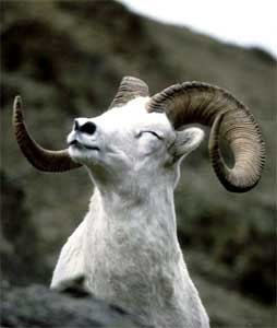 Ram (@ramhourly) on Twitter photo 