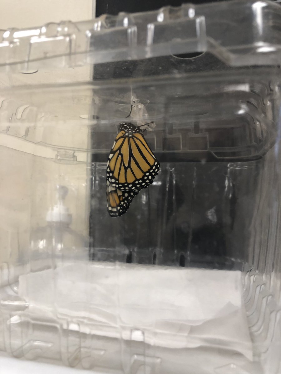 On this rainy day, we have a monarch butterfly emerging from its chrysalis in rm 4. The students shared many facts about the butterfly and it’s upcoming journey south.