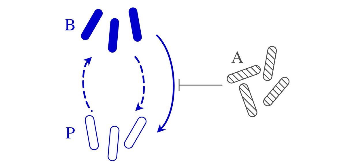 lepuslapis's tweet photo. Now published in @PhysRevResearch: Stabilization of Microbial Communities by Responsive Phenotypic Switching
[https://t.co/kPQZte8Yfw]
We address the ecological implications of responsive phenotypic switching in communities of competing microbes. https://t.co/M2V2zIwZXI
