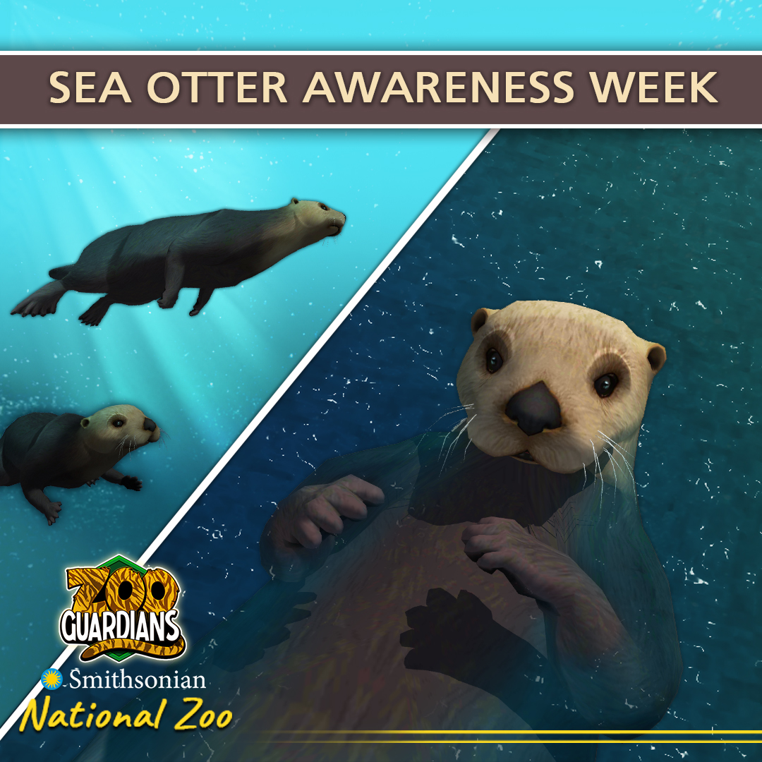 ZooGuardians's tweet photo. Slip and slide into #SeaOtterAwarenessWeek!🦦 Dedicate this week to uncovering something new about sea otters and the importance behind protecting these creatures. Dive deeper when you download and crack open 🦪 #ZooGuardians today! https://t.co/KncOIKAcuB
