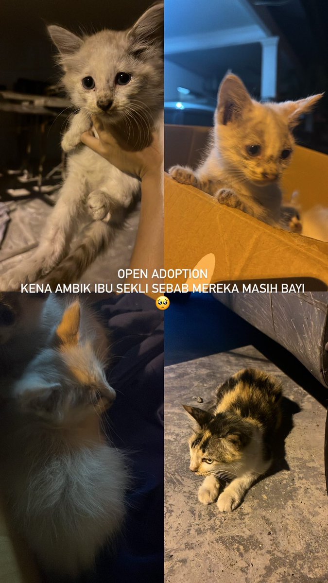 ns_n80's tweet photo. OPEN ADOPTION. KENA AMBIK IBU DIA SEKALI SBB DORG MASIH KECIL. https://t.co/mPwLCxOOUI