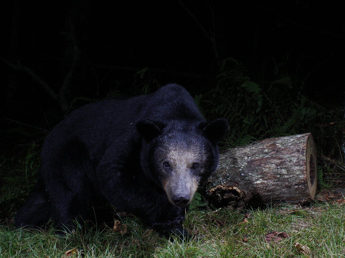 Gavriel Cambridge tweet media