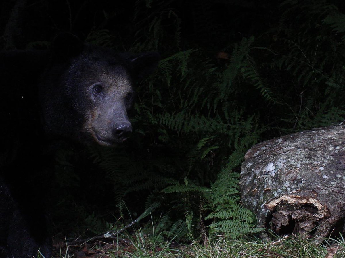 Gavriel Cambridge tweet media