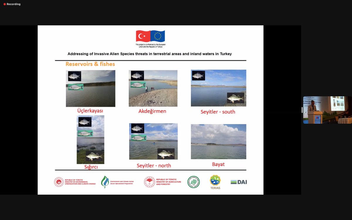 FishEcol_BU's tweet photo. Great talk by @SerhanTarkan outlining the trophic relationships of gibel and common carp in Turkey and how these can be used in management #TerIASConference https://t.co/lbemkssVLf