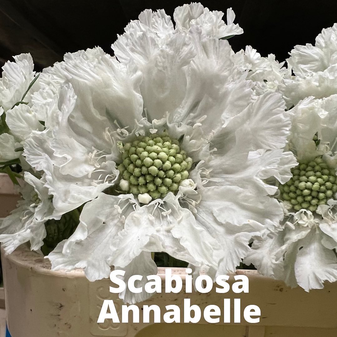 ez_flower's tweet photo. What a great Monday again here at the Aalsmeer Auction. #flowers #blooms #flowersfromholland #dutchflowers #ezflower #flowerwholesale https://t.co/hFdChLZlY6