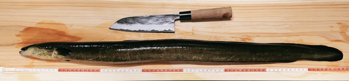 M61830's tweet photo. 今年一番の大物 
鰻 約79㎝ 900g

鋼包丁の中で最高ランクの切れ味に位置する職人御用達の青紙スーパー鋼の包丁を新調
その切れ味たるや髭が剃れる

嬉々として卸すも浮かれ鰻のしっぽビンタのこうげきを浴びる

エクスカリバーが刃先からシンクに落ちる

初回で欠ける

めのまえがまっくらになった！ https://t.co/m9ik1T51TK