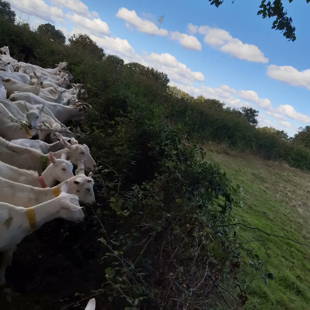 FabreAdeline's tweet photo. Nouvelle débroussailleuse....
Une partie des chèvres a quitté les champs grillés pour entretenir les chemins! Les ronces n'ont qu'à bien se tenir!😅🐐🐐🐐 https://t.co/1LcZva9NBc