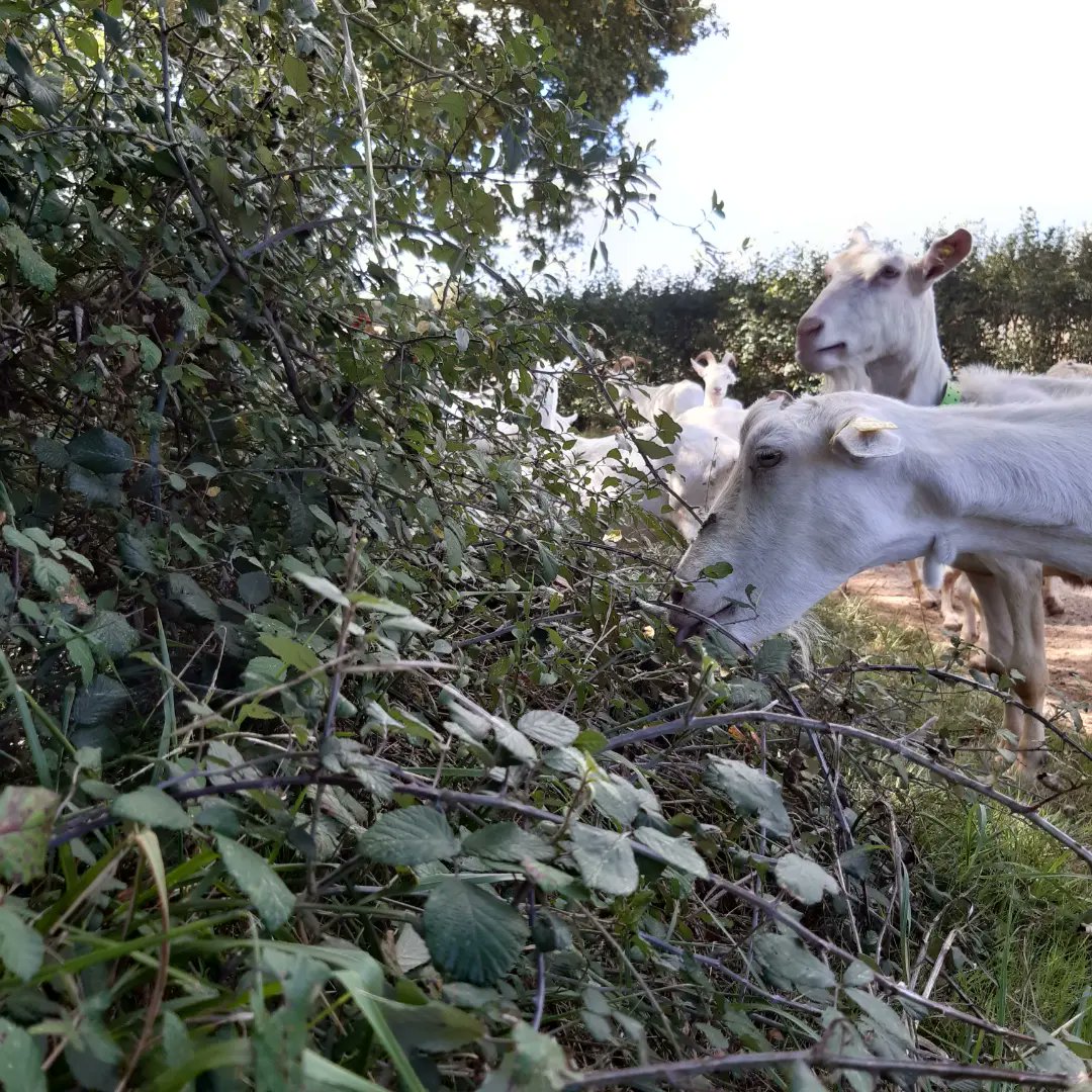 FabreAdeline's tweet photo. Nouvelle débroussailleuse....
Une partie des chèvres a quitté les champs grillés pour entretenir les chemins! Les ronces n'ont qu'à bien se tenir!😅🐐🐐🐐 https://t.co/1LcZva9NBc