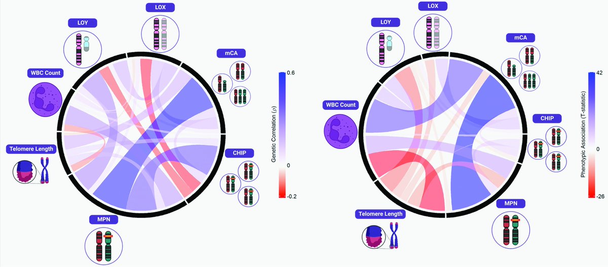 Delighted to release a significantly updated version of our pre-print, "Shared and distinct genetic etiologies for different types of clonal hematopoiesis", led by <a href="/DerekWBrown_1/">Derek W Brown</a>, <a href="/liamcato/">liamcato</a>, <a href="/ZhaoDylan/">Yajie Zhao, 赵亚杰</a>, <a href="/jrbperry/">John Perry</a>,  <a href="/mitchiela/">Mitchell Machiela</a> on <a href="/biorxivpreprint/">bioRxiv</a>: biorxiv.org/content/10.110…