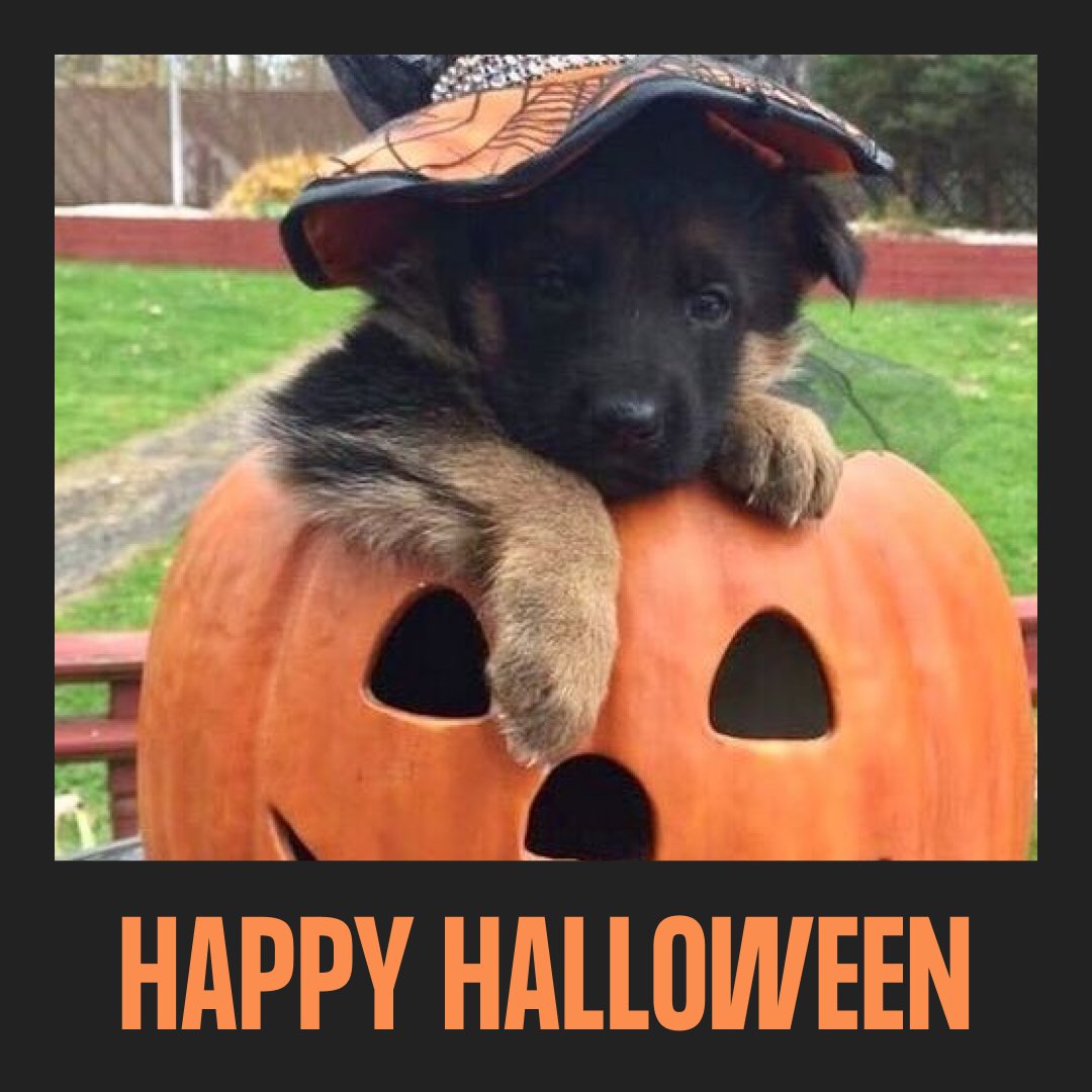 LALALAB (@lalalab_app) on Twitter photo TRICK OR TREAT? ๐๐ป
|๐ธ: @pinterest| TRICK OR TREAT? ๐๐ป
|๐ธ: @pinterest|