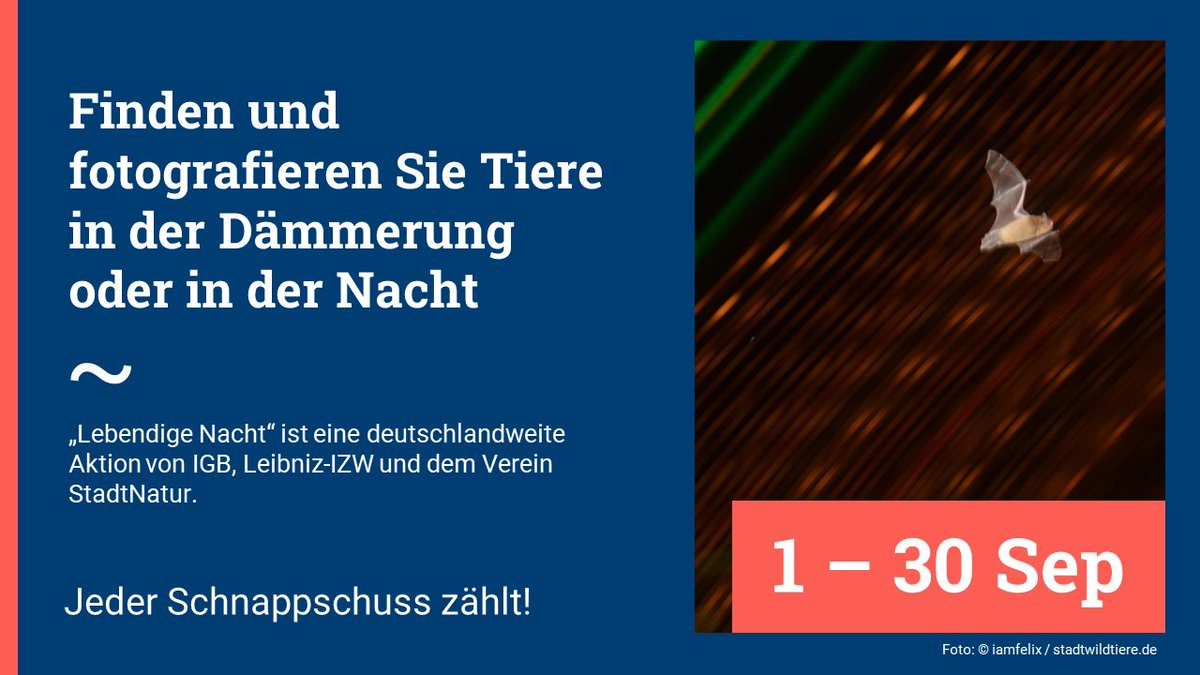 LeibnizIGB's tweet photo. Die #Nacht ist zum Schlafen da? Nicht für alle: Über die Hälfte aller Tiere ist dämmerungs- o. nachtaktiv und somit von #Lichtverschmutzung betroffen. Helfen Sie uns, das Thema in den Fokus zu rücken und melden Sie Ihre #Wildtier-Beobachtung https://t.co/anRuWIZeqR #fotocommunity https://t.co/mbMJFmBXlC