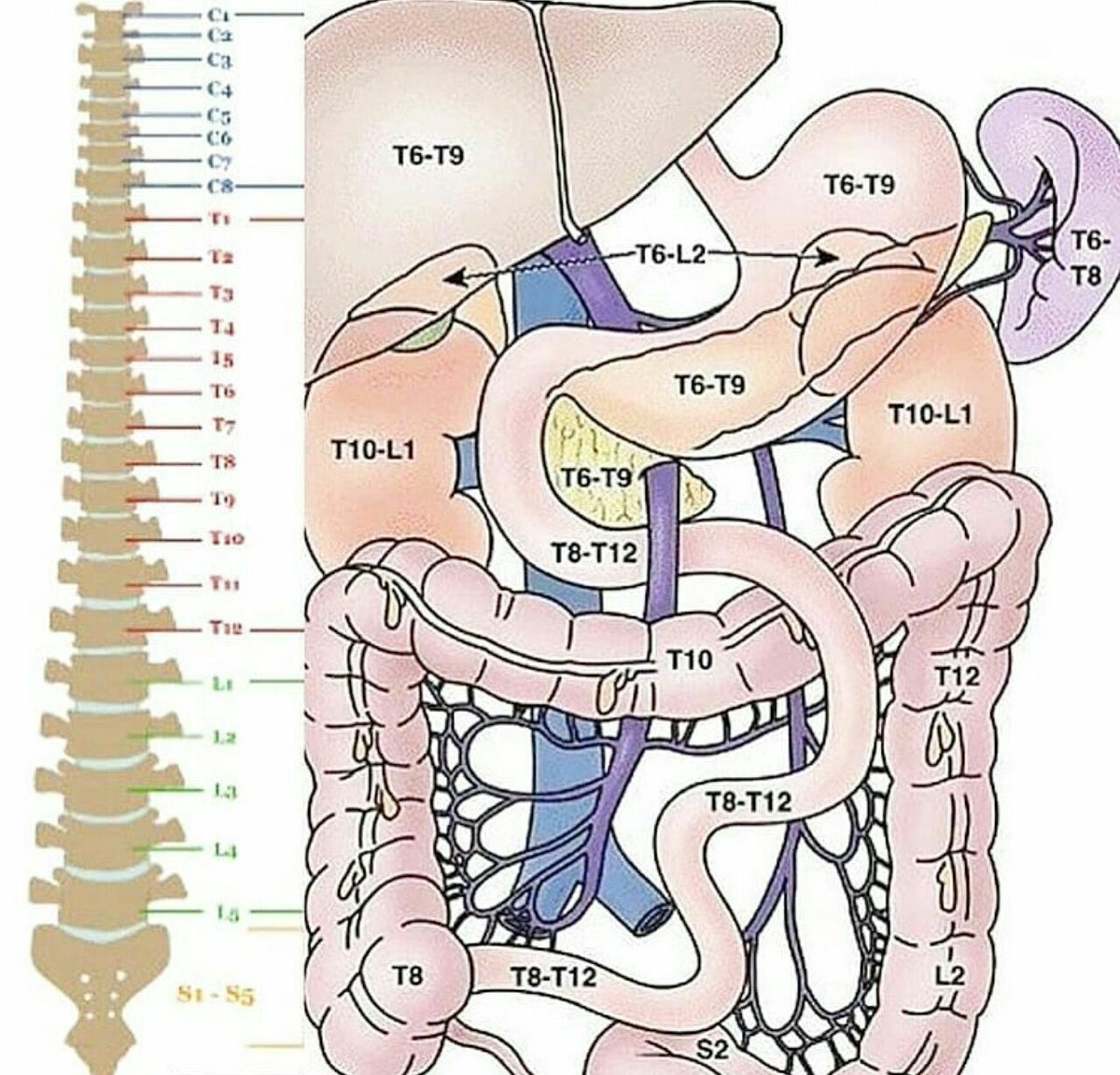 The organs and their innervation from the spinal cord column level
#MedEd