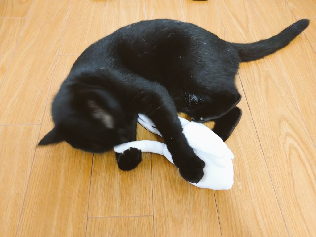 Tam Ai Tam Anago Twitter Tam Ai Tam Anago Twitter