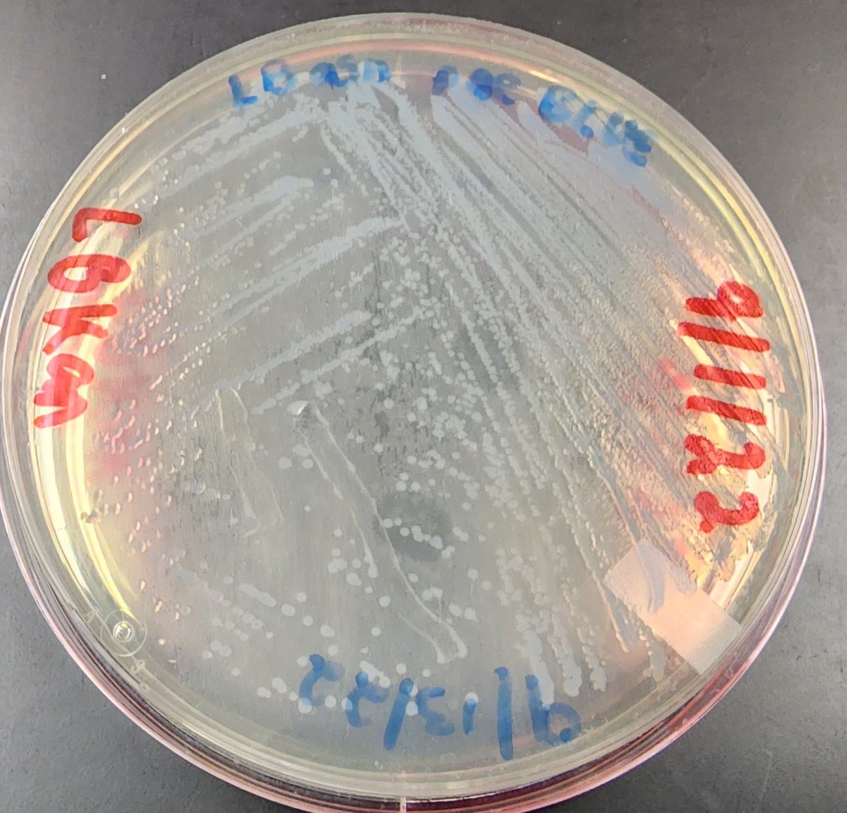 revealplant's tweet photo. Experiment back on track in Molecular Biology #ECSU (yours truly was a bit 🤒). Students streak, inoculate, and extract 2 different plasmid DNA (+/- sugars in media) #undergradsinthelab. One had bfp to match uni colors. Some fun also #AgarArt. Onto the next steps. #HBCU https://t.co/vXFa8nmRWa