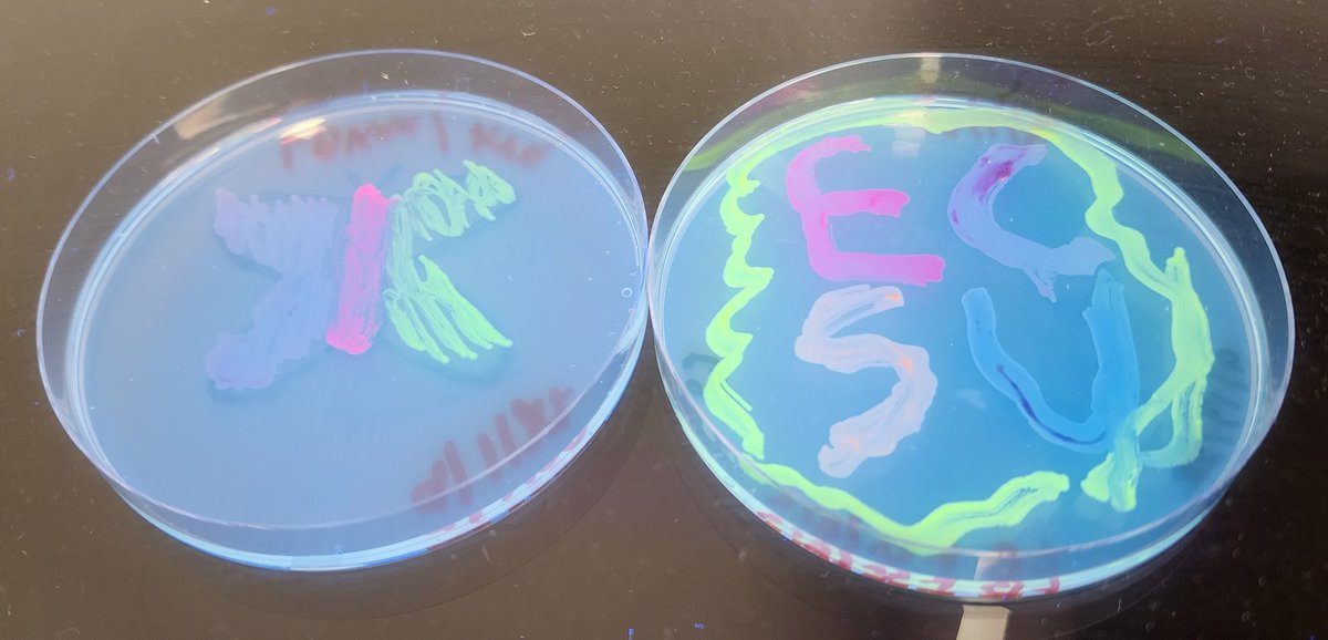 revealplant's tweet photo. Experiment back on track in Molecular Biology #ECSU (yours truly was a bit 🤒). Students streak, inoculate, and extract 2 different plasmid DNA (+/- sugars in media) #undergradsinthelab. One had bfp to match uni colors. Some fun also #AgarArt. Onto the next steps. #HBCU https://t.co/vXFa8nmRWa