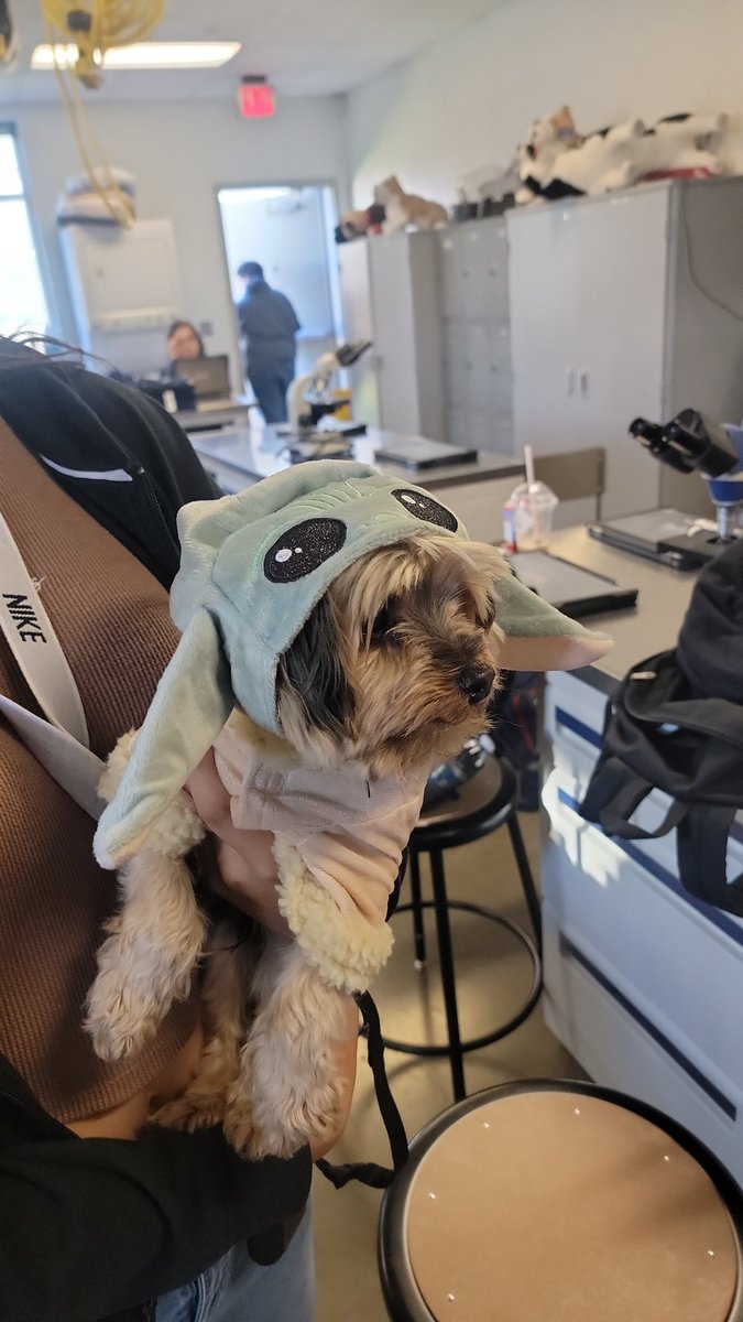 Nimitz_PetCare's tweet photo. @NimitzVikings Milo has #NHSHOCO week Spirit. #babyyoda https://t.co/CJoGScBnkc