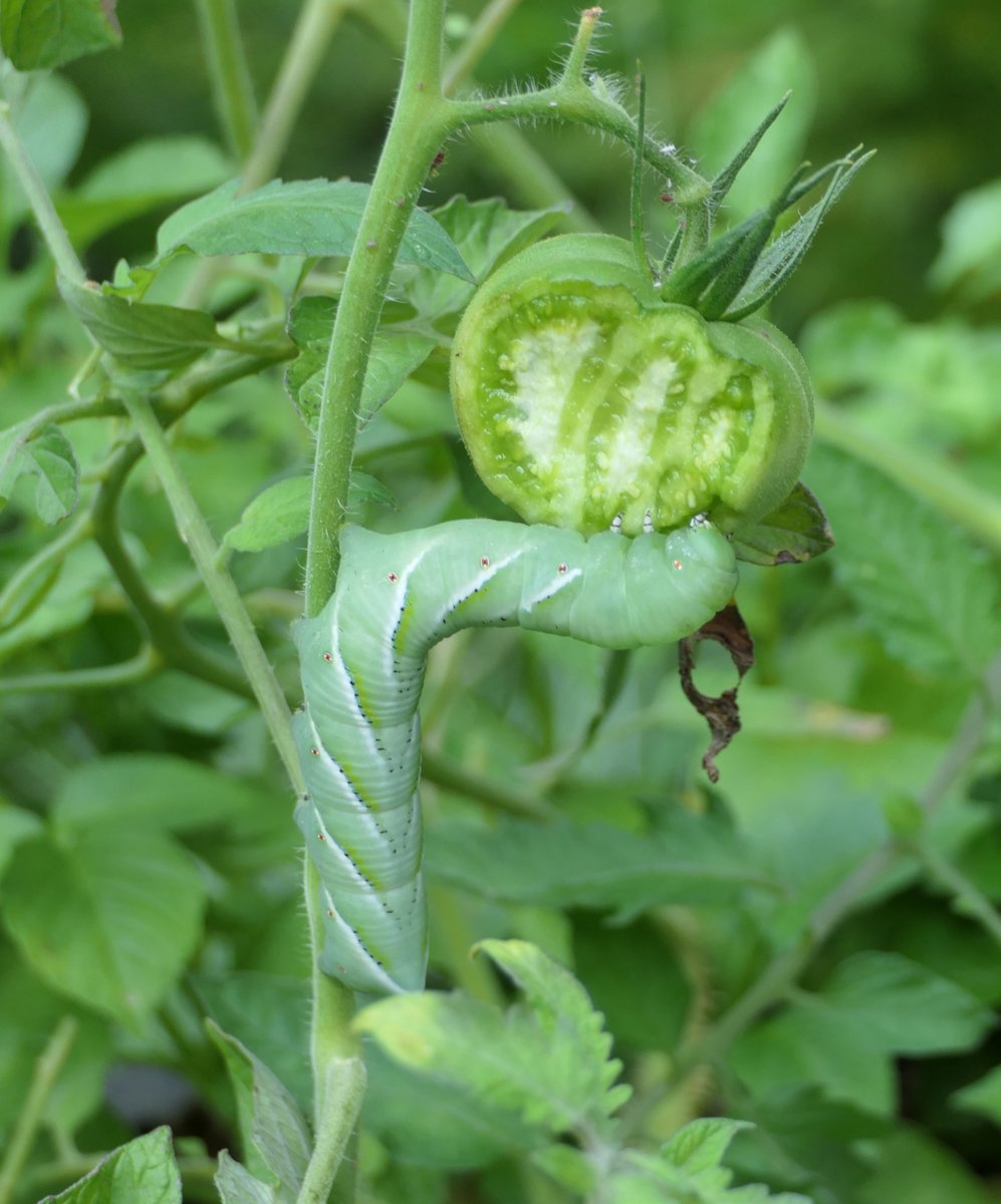 jackcschultz's tweet photo. Where are all those #parasitoids when you need them? And Katy Did damage too, but denies it. #insect #hornworm https://t.co/2HtCMNzKd8