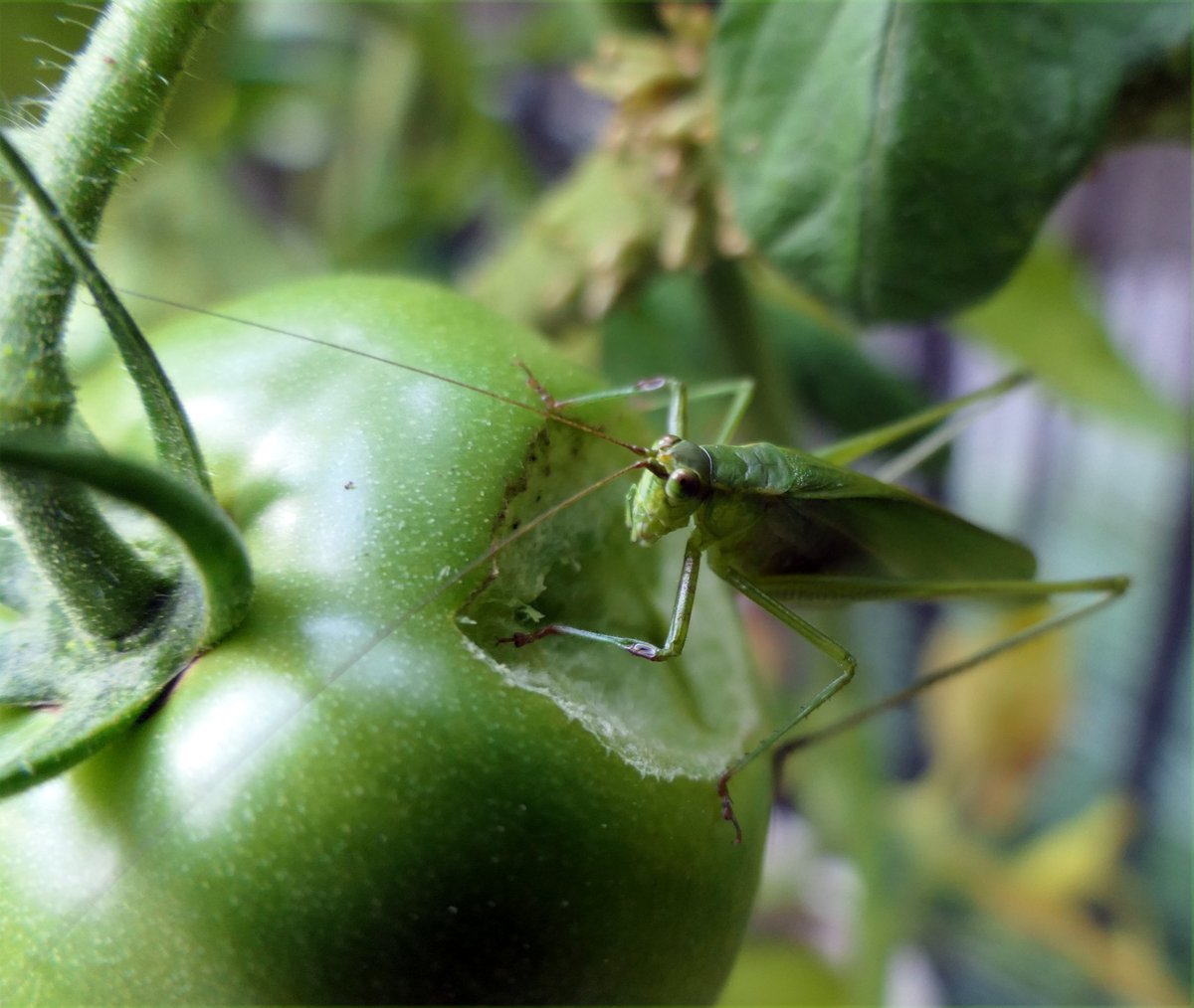 jackcschultz's tweet photo. Where are all those #parasitoids when you need them? And Katy Did damage too, but denies it. #insect #hornworm https://t.co/2HtCMNzKd8