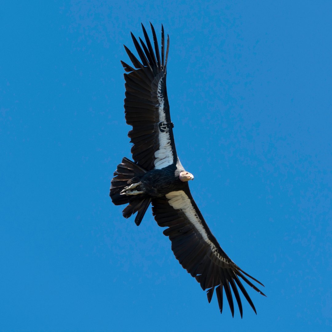 Sept. 24, National Public Lands Day: Watch California Condors released in norther AZ! Attend in person or via livestream. 

Learn more: ow.ly/jjAC50Kz7lB

<a href="/peregrinefund/">The Peregrine Fund</a>  <a href="/BLMUtah/">BLM Utah</a>  #vermilioncliffs  <a href="/azgfd/">Arizona Game & Fish</a>  <a href="/USFWS/">U.S. Fish and Wildlife Service</a>  <a href="/GrandCanyonNPS/">Grand Canyon NPS</a>  <a href="/ZionNPS/">Zion National Park</a>  <a href="/UtahDWR/">UtahDWR</a>  <a href="/KaibabNF/">Kaibab NF</a>  <a href="/usfsdnf/">Forest Service-Dixie</a>