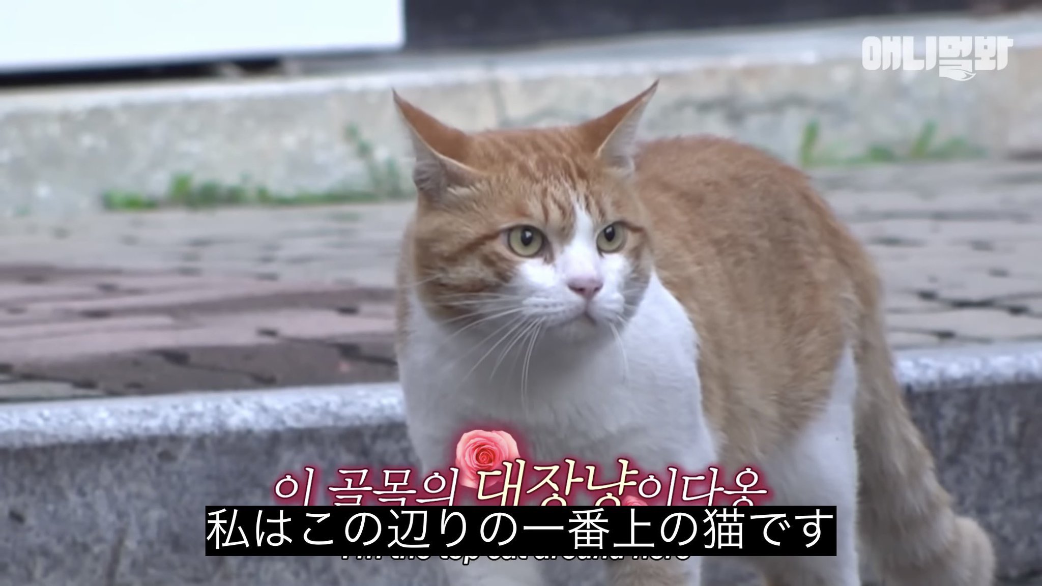 どうぶつ動画字幕bot on X: 