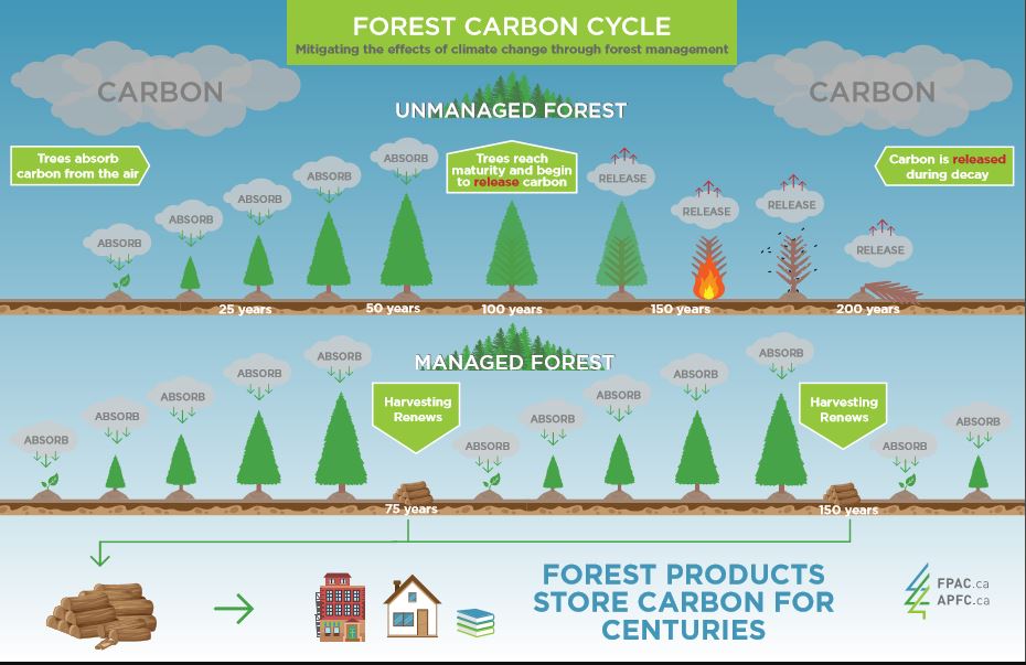 nbforests's tweet photo. Happy Monday and #NationalForestWeek! Great image explaining the differences between an unmanaged #forest and managed forest in the forest #carbon cycle. #Climate #FPAC https://t.co/wvHfUPgR8j