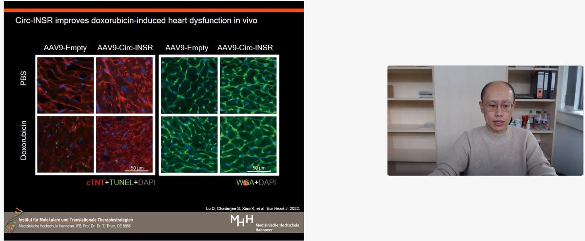 Thum_Lab's tweet photo. An excellent presentation from Dongchao Lu today for the #CardioRNA Journal Club of his #EHJ paper about protection against cardiotoxicity with the #circRNA circINSR (https://t.co/SZSuM4SBer) Well done Dongchao!! 
#RNAtherapies #Cardiovascular https://t.co/V6LIPWaAhT