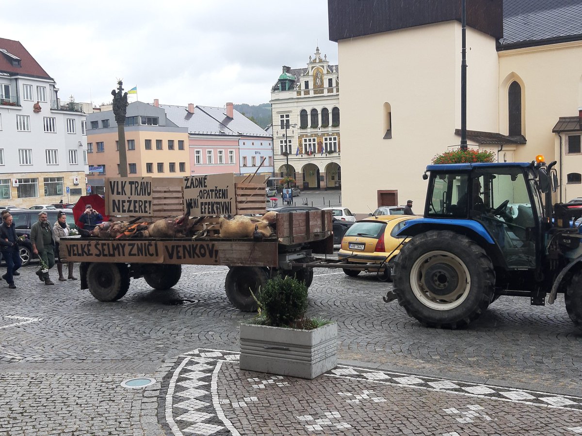 stepanjiri1's tweet photo. Dnes Náchodem prošli pastevci z Broumovska,  kteří se neustále potýkají s útoky vlků na svoje stáda.  Poslední se stal tuto neděli nad ránem. Celkem 10 ovcí bylo vlky zardoušeno  a dalších 12 bylo potrháno. 
Situace je neudržitelná! Co dělají ministerstva? Co dělají odpovědní???? https://t.co/NKULKio8uX