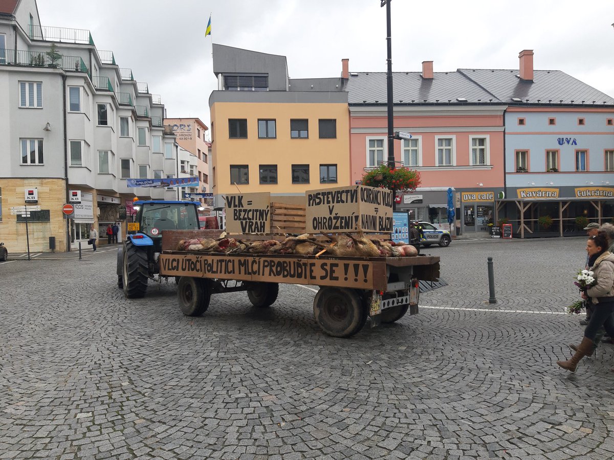 Dnes Náchodem prošli pastevci z Broumovska,  kteří se neustále potýkají s útoky vlků na svoje stáda.  Poslední se stal tuto neděli nad ránem. Celkem 10 ovcí bylo vlky zardoušeno  a dalších 12 bylo potrháno. 
Situace je neudržitelná! Co dělají ministerstva? Co dělají odpovědní????