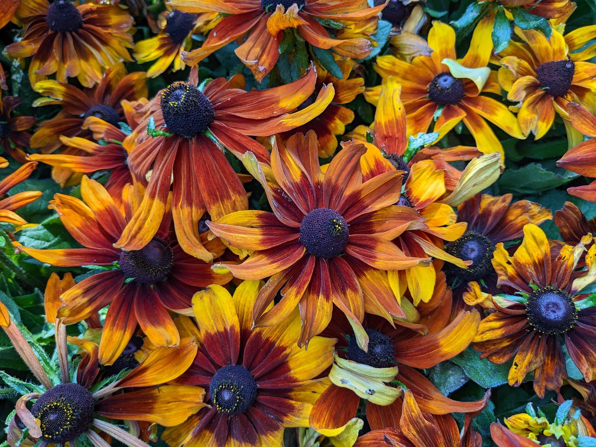 TPCCHort's tweet photo. Wave goodbye to summer! I start switching out summer annuals for fall flowers today. These rusty orange rudbeckias are a sneak preview of what I'm planting this week. #FallFlowers #Fall2022 #FallWeather https://t.co/yFEEQzoHym