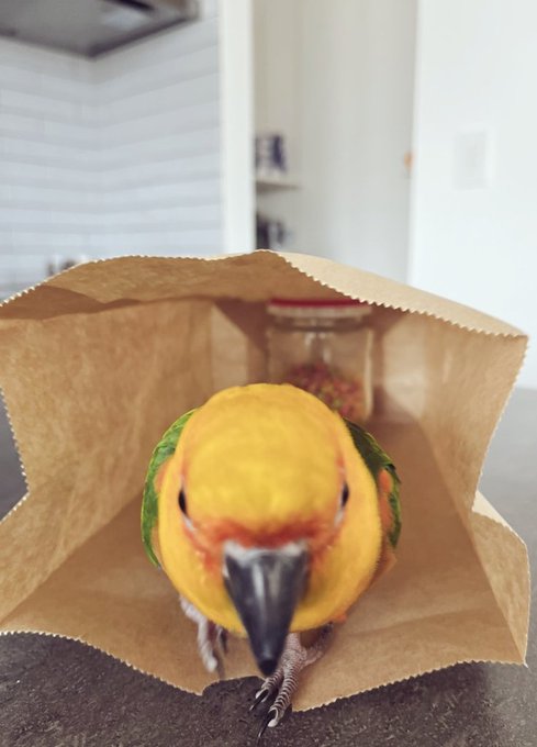 袋の鳥(※袋のネズミ的な) 