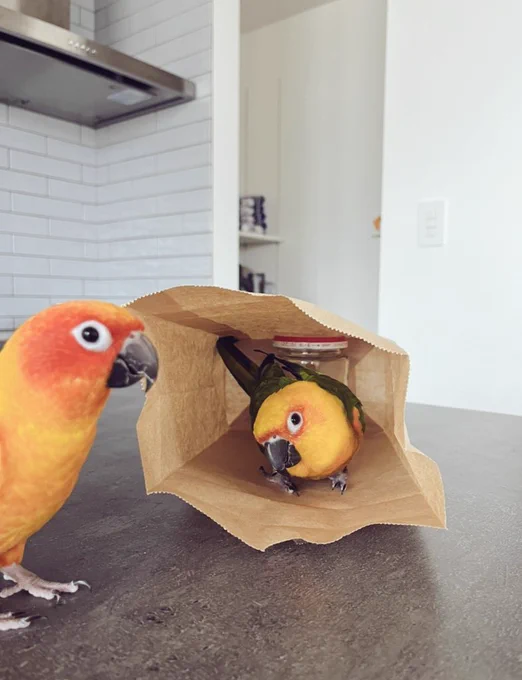 袋の鳥(※袋のネズミ的な) 