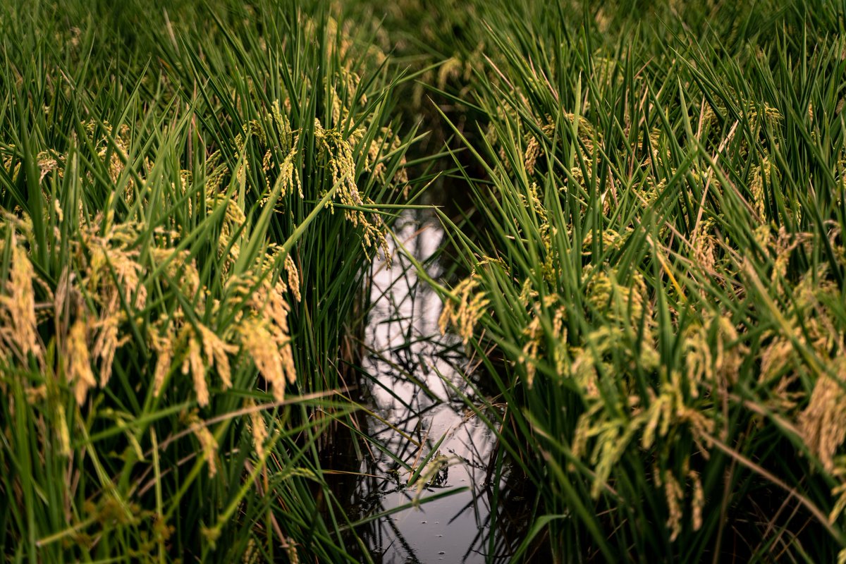 Hector_Illueca_'s tweet photo. Acabe de signar un conveni amb el Consell Agrari Municipal de València per al foment de l'ús de la palla d'arròs com a material de bioconstrucció. És un important pas endavant que situa a la Comunitat Valenciana al capdavant de la innovació arquitectònica sostenible. Seguim! https://t.co/mtBYK0pKZE