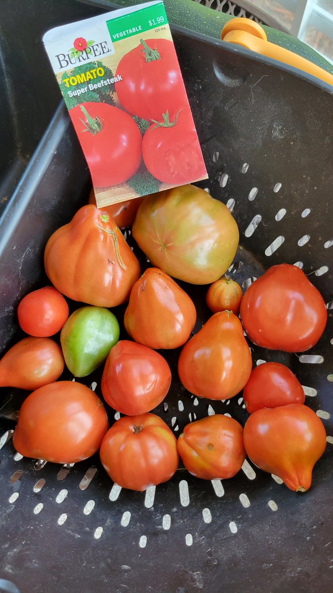 johnrozum's tweet photo. @BurpeeGardening any idea why my Super Beefsteak tomatoes are all so funky this year? https://t.co/3EHLkK2bHg