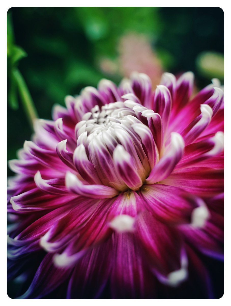 Hand of Fate Photography tweet media