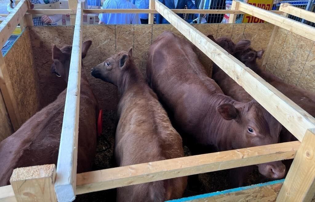 Chaim •‎ ‏حاييم • חיים on Twitter "For the first time ever, Red Heifer