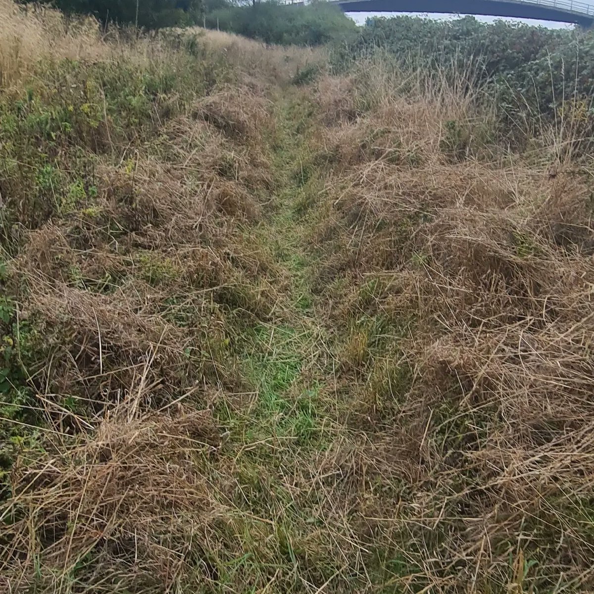 Onlyfevents's tweet photo. Busy morning clearing one of the few over grown sections of the course. 
This job is definitely a passion... 😄
Entries will be closing very soon. So get signed up or if you know anyone interested, please share away.

And I desperately need volunteers for the day. Thank you https://t.co/zE5WddCpJG