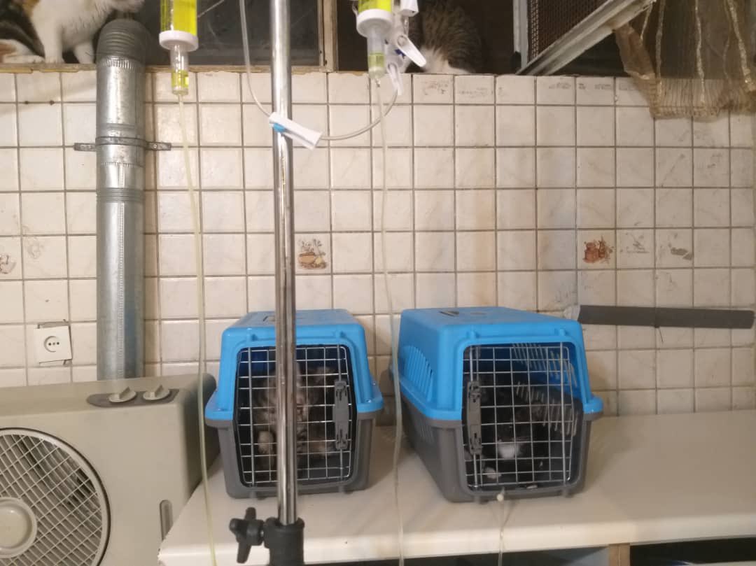 بهشت شیرین tweet media