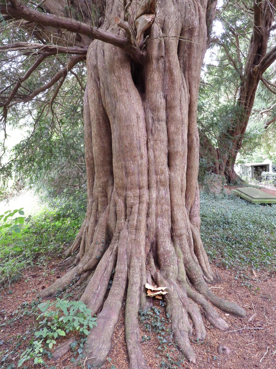 ecology_cymru's tweet photo. The amazing and incredibly old Yew trees surrounding Llanfuegan Church near Pencelli. #Church #YewTrees https://t.co/Uwt6enTaNc