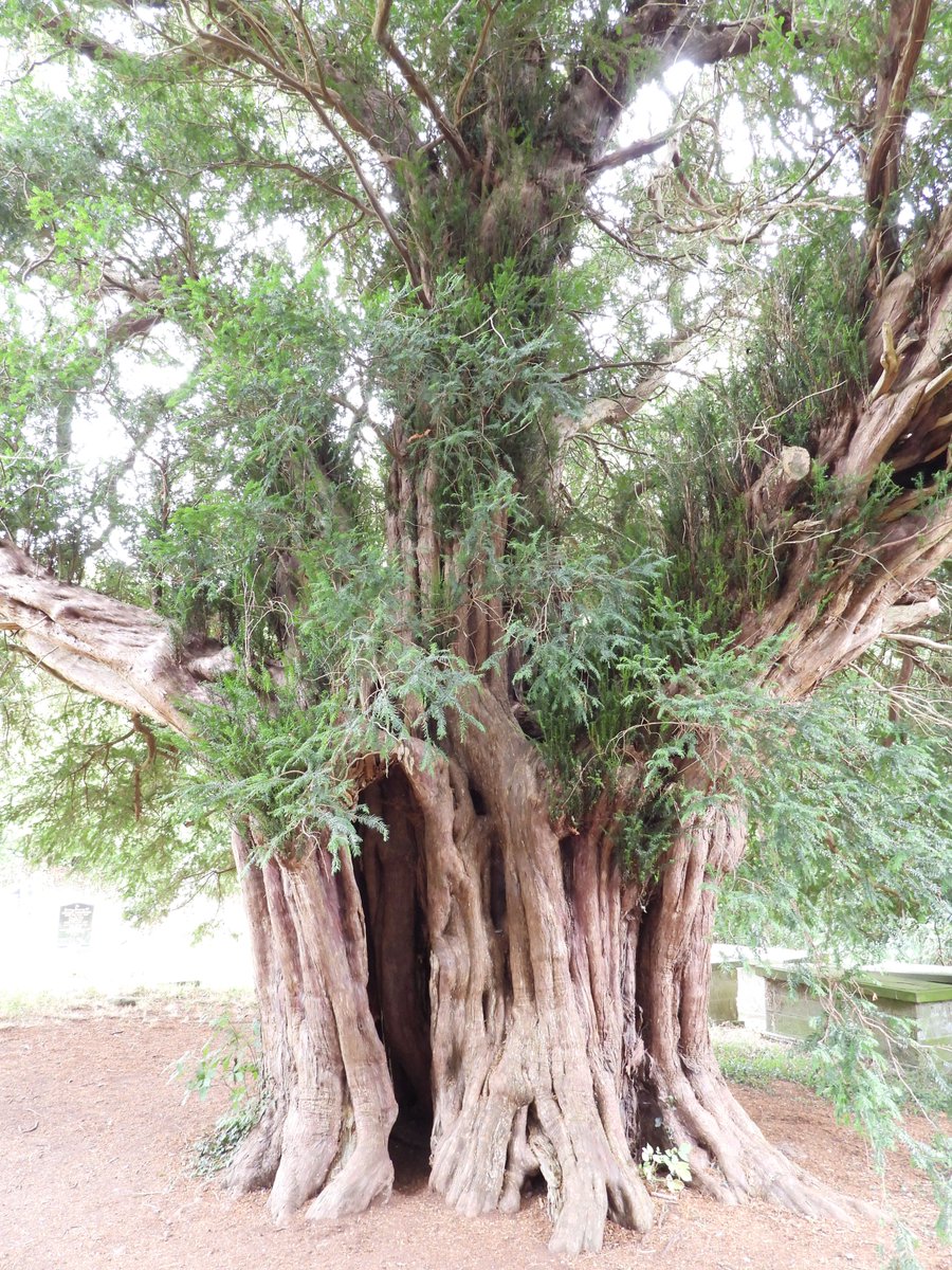 ecology_cymru's tweet photo. The amazing and incredibly old Yew trees surrounding Llanfuegan Church near Pencelli. #Church #YewTrees https://t.co/Uwt6enTaNc