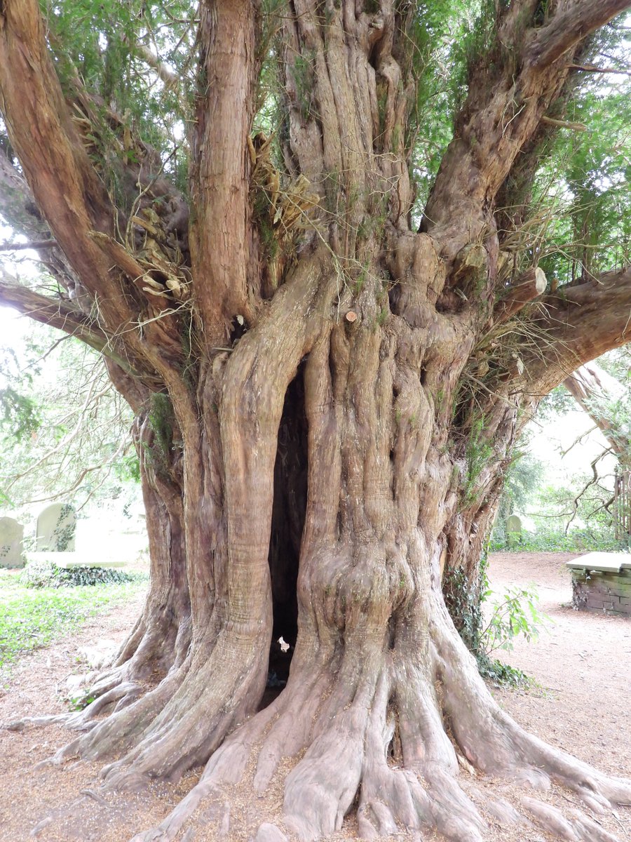 ecology_cymru's tweet photo. The amazing and incredibly old Yew trees surrounding Llanfuegan Church near Pencelli. #Church #YewTrees https://t.co/Uwt6enTaNc