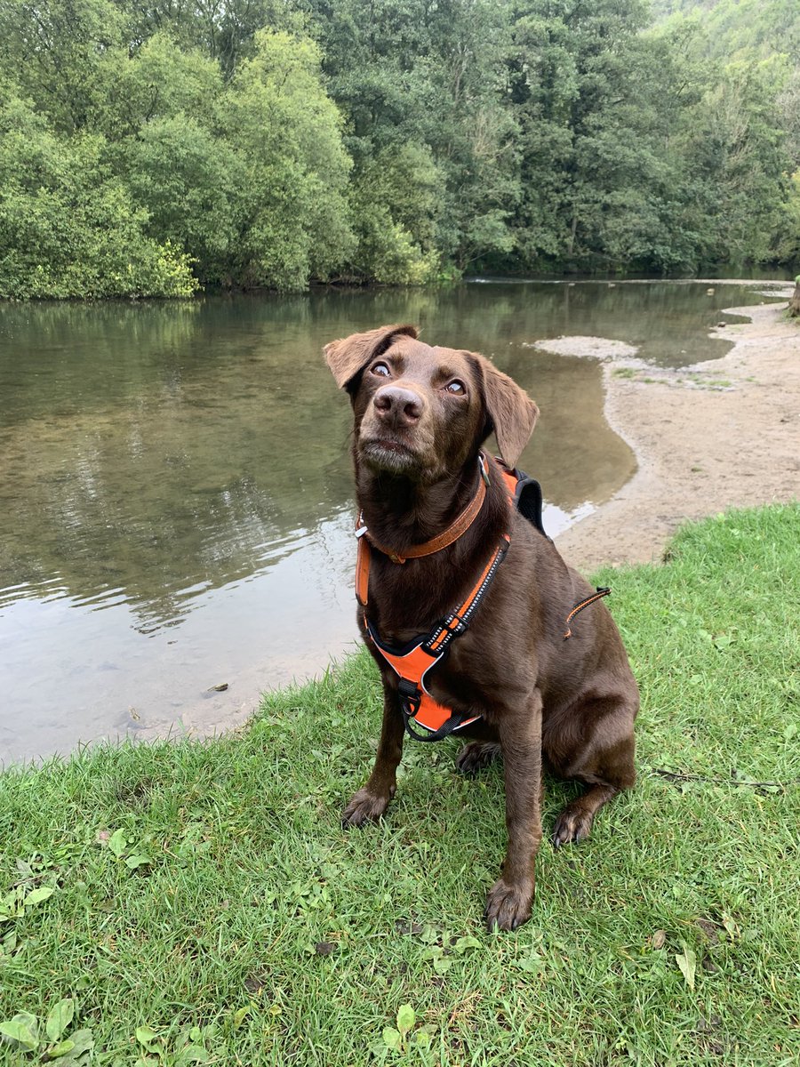 I’m in the Derbyshire Peak District- it’s a great place for zooms #dogs #dogsoftwitter #Mondayvibes