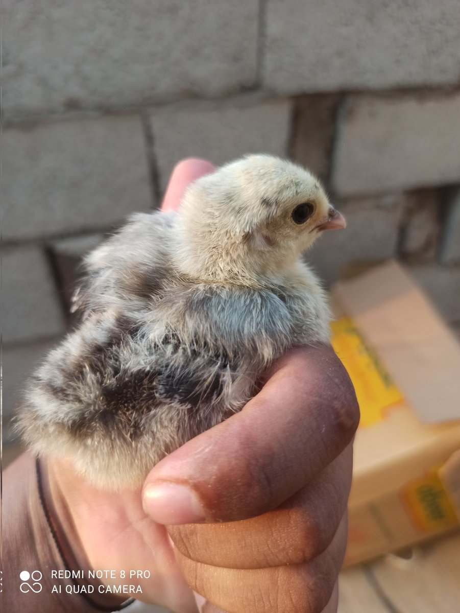 سبحان من خلق الجمال ...