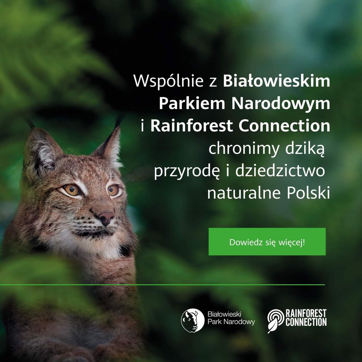 PolskaHuawei's tweet photo. 📣 To właśnie dziś, w Dzień Dzikiej Fauny, Flory i Naturalnych Siedlisk, zainaugurowaliśmy nasz wspólny z Białowieskim Parkiem Narodowym i @RainforestCx projekt. 🌿 https://t.co/d2fFFMY8Os