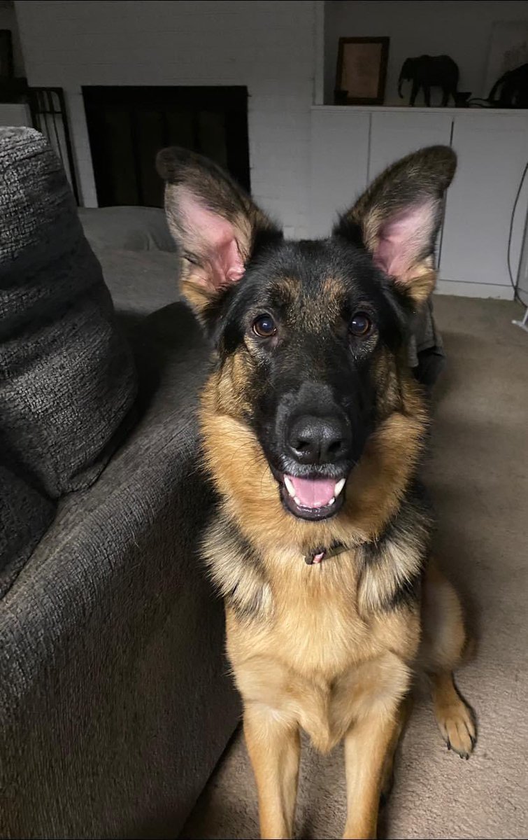 BigBentleysPS's tweet photo. Big Bentley’s Pet Spotlight: Meet Zelda, German Shepherd 1 year 9 months old! Too cute 🥰 🐶
#bigbentleys #bottledinthebluegrass #familyownedandoperated #supportlocal #shopky #petspotlight https://t.co/RD6Wf9LDyZ