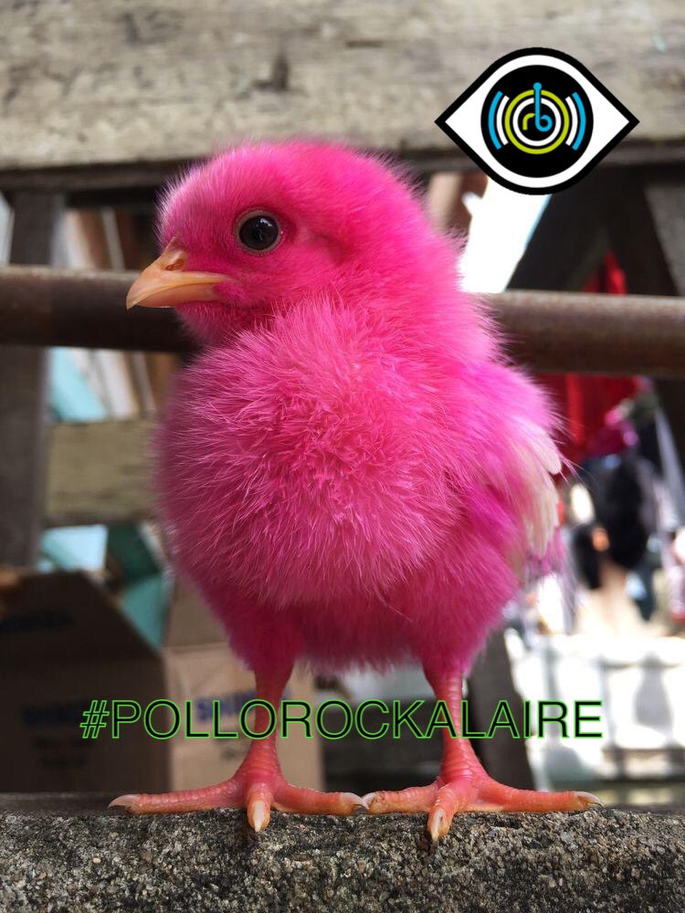 nenadragon's tweet photo. #LunesDeCafecito Adulterado ☕️🐥🎶 arriba arriba a recargar pila con #pollorockalaire por su 🍗 con @ruidoblancofm @iHeartRadioMx #FelizSemana @nenadragon #pollonews #Musica #chorcha #superandoellunes 🧜♀️ #RuidoInfinit8 https://t.co/9wIUITbPhT