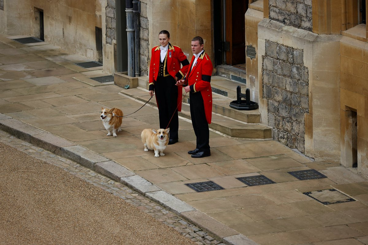 julia_atherley's tweet photo. The royal corgis Muick and Sandy await the procession carrying the Queen's coffin to St George's Chapel.
Picture from REUTERS/Peter Nicholls/Pool https://t.co/zjOkl7CCtn