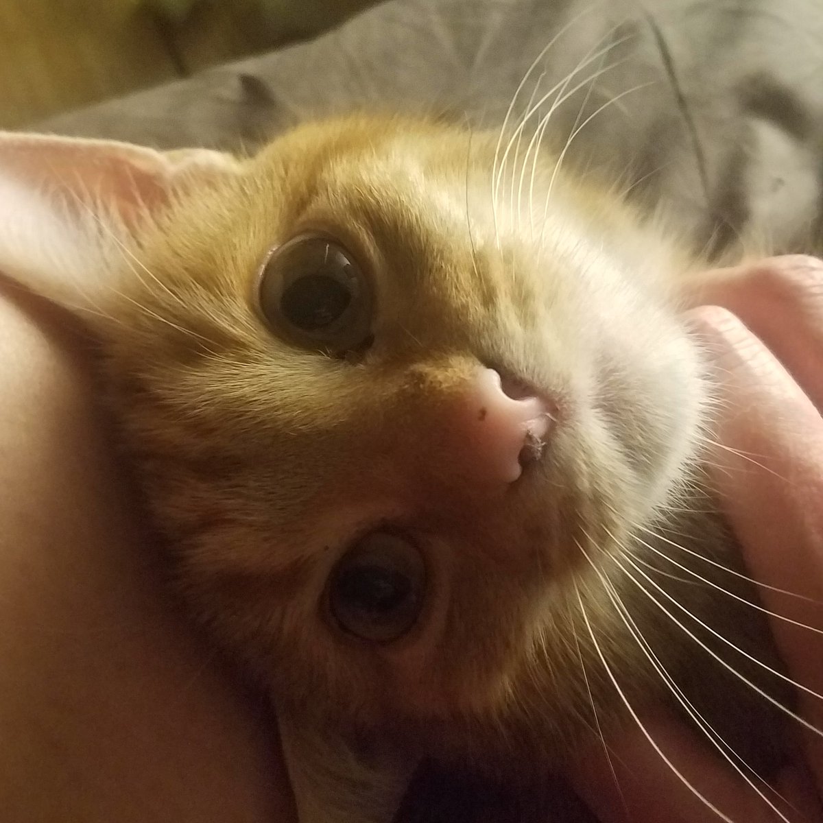 ThelmaMantey's tweet photo. #cwtching with the cat until inspiration hits.
#vss365 https://t.co/IzsjU6RdBa