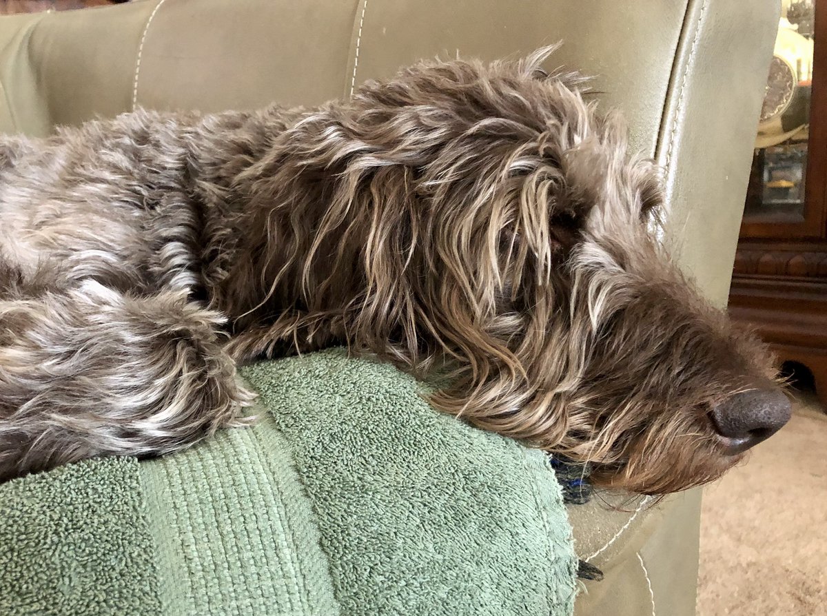 1heart2pen's tweet photo. #MurphyDog six days after his scary accident https://t.co/y22Ce1Uc4y